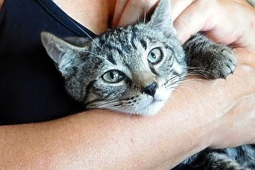 4 miesięczny whiskasowy Bazylek szuka domku,  doln