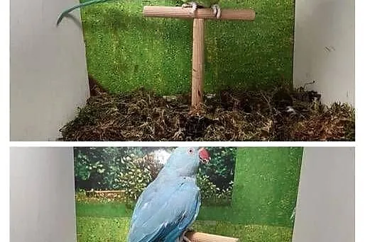 Para aleksandretty obrożne, Wielkopolskie, Koninko