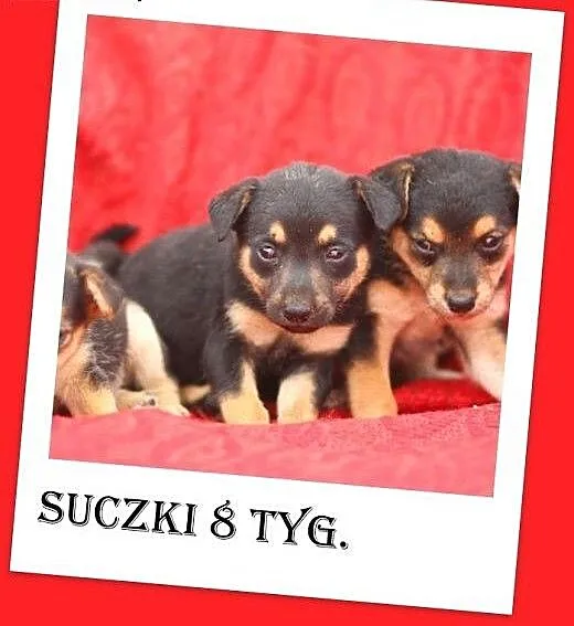 DUDUSIE 8 tyg.szczeniaki,suczki srednie,małe,szcze