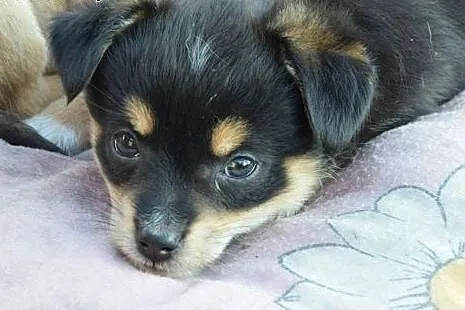 6 tyg SUZIA czeka - ZAKOCHAJ się, DAJ DOM !!!,  ma