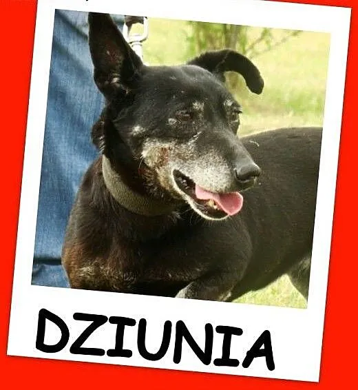 Jamnik mix,8 kg, starsza suczka DZIUNIA,łagodna,sp