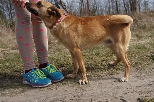 Wedel to słodki kundelek, który czeka na dobrego o