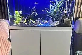 Sprzedam akwarium z wyposażeniem plus rybki