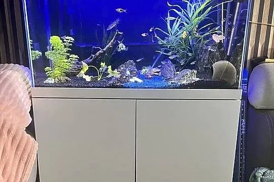 Sprzedam akwarium z wyposażeniem plus rybki