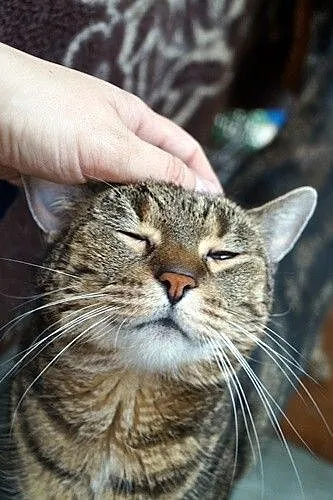 Tigra_