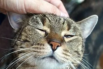 Tigra_