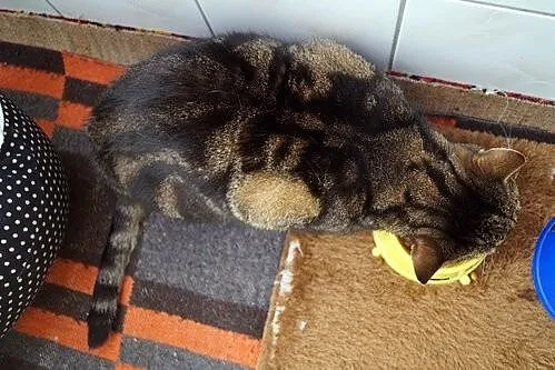 Tigra_