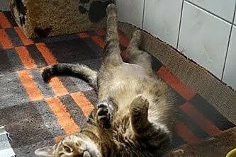 Tigra_