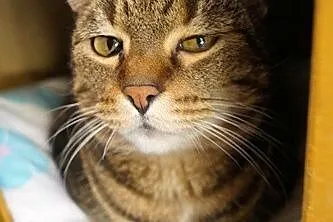 Tigra_