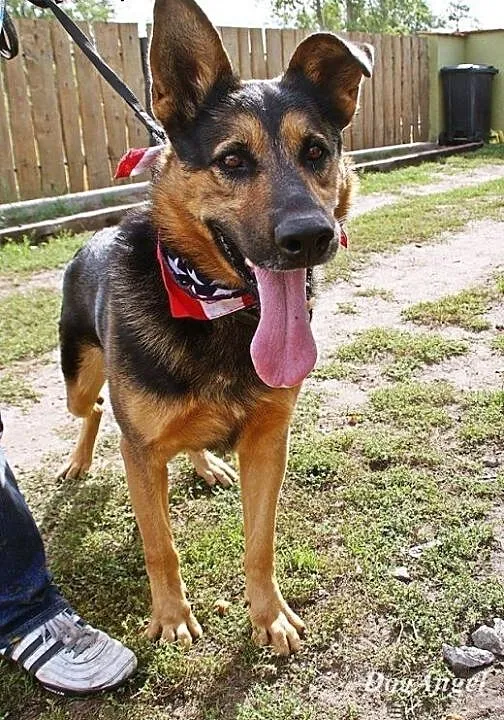 FRED- masa radości, 40 kg wierności, mazowieckie