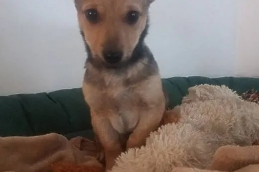 Szczeniak do adopcji,  małopolskie Tarnów