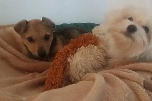 Szczeniak do adopcji,  małopolskie Tarnów