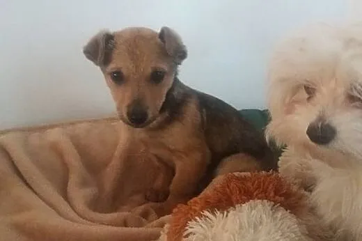 Szczeniak do adopcji,  małopolskie Tarnów