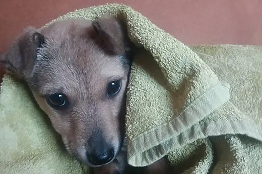 Szczeniak do adopcji,  małopolskie Tarnów