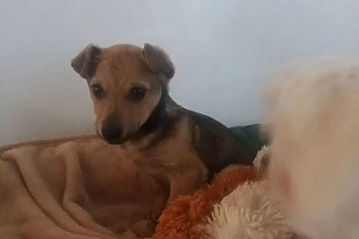 Szczeniak do adopcji,  małopolskie Tarnów