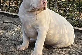 American bully XL