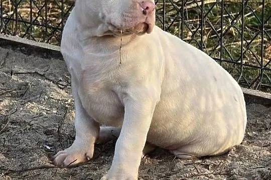 American bully XL
