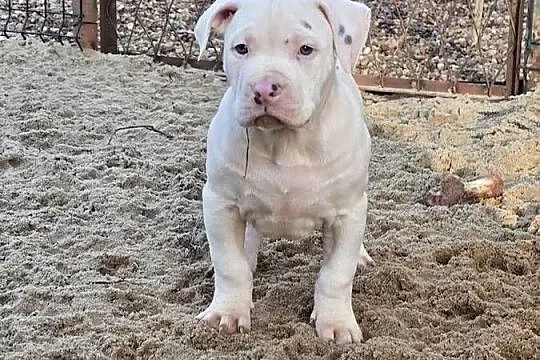 American bully XL, Opolskie, Byczyna