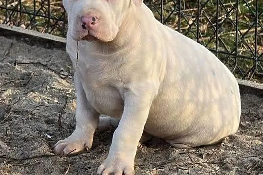 American bully XL, Opolskie, Byczyna