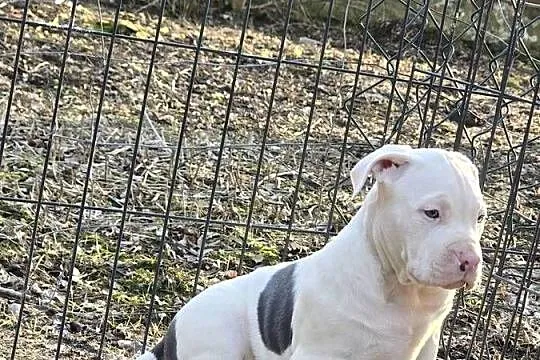 American bully XL, Opolskie, Byczyna