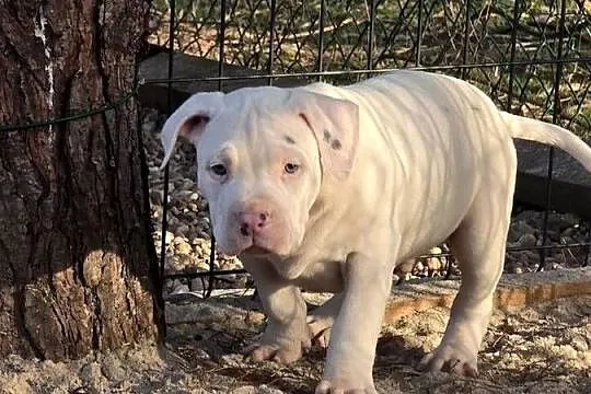 American bully XL, Opolskie, Byczyna