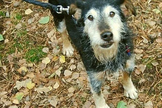 8 lat w schronisku, wspaniały i bezproblemowy Dusz