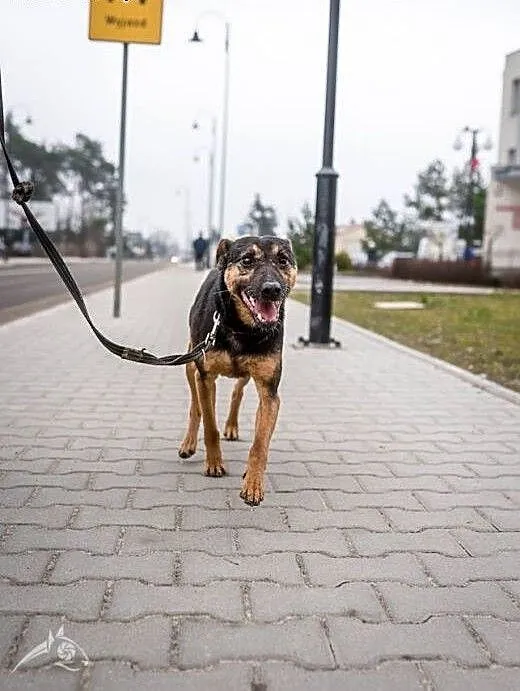 Fajny piesek KRUKI do adopcji, chętnie jako drugi,