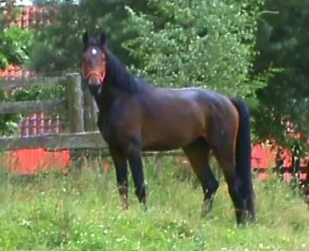 Dino GR po Alamosie( Colorado hanower-Askania )