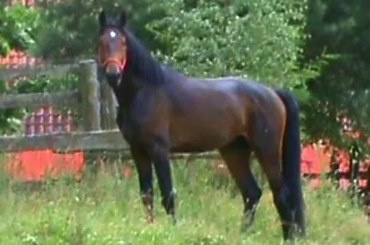 Dino GR po Alamosie( Colorado hanower-Askania )