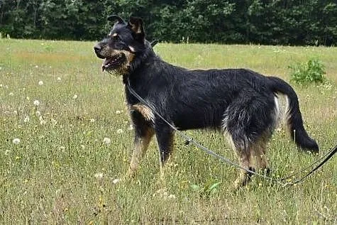 Scooby - wierny, towarzyski, idealny przyjaciel dl
