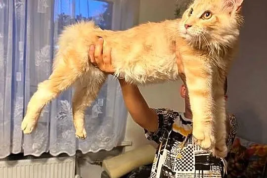 Gandalf cudowny Maine Coon