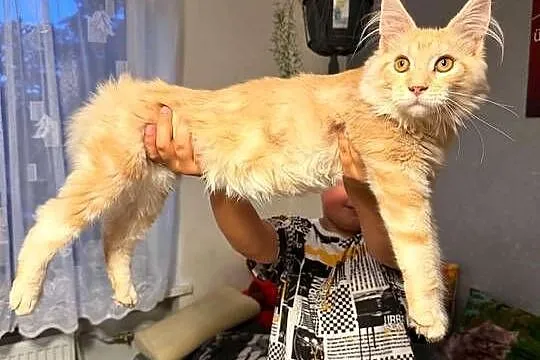 Gandalf cudowny Maine Coon, Pomorskie, Starogard Gdański