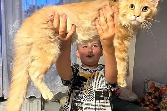 Gandalf cudowny Maine Coon, Pomorskie, Starogard Gdański