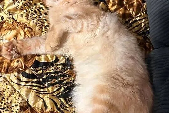 Gandalf cudowny Maine Coon, Pomorskie, Starogard Gdański