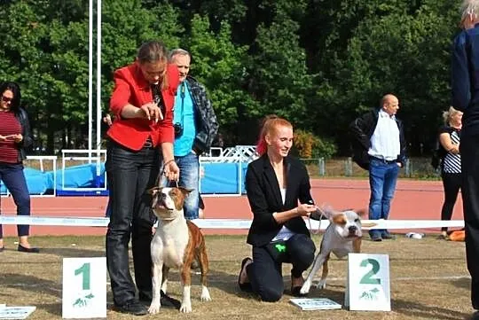 AMSTAFF American Staffordshire Terrier-PIES na WSP, Warszawa