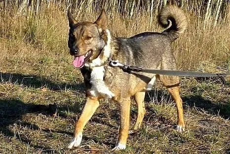 Pocieszny kompan dla rodziny - Hultaj ADOPTUJ!!,  