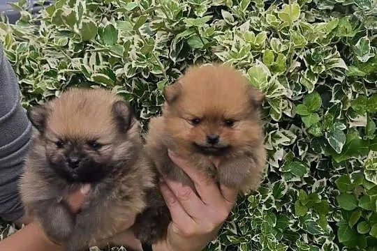 Szpic miniaturowy pomeranian