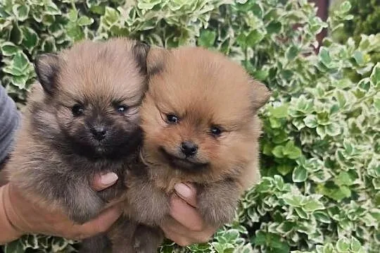 Szpic miniaturowy pomeranian, Podkarpackie, Łęki Górne