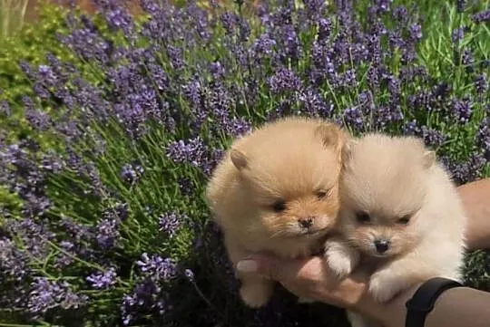 Szpic miniaturowy pomeranian, Podkarpackie, Łęki Górne