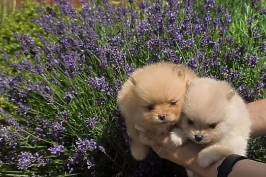 Szpic miniaturowy pomeranian, Podkarpackie, Łęki Górne