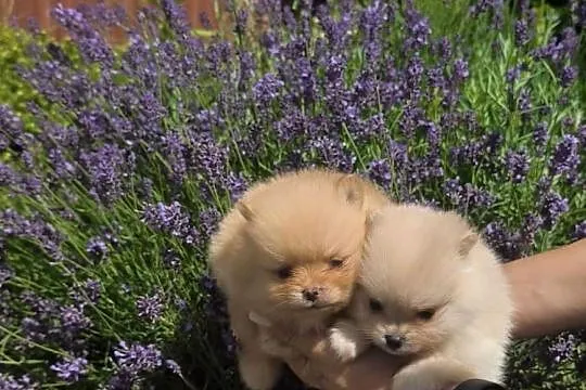 Szpic miniaturowy pomeranian, Podkarpackie, Łęki Górne
