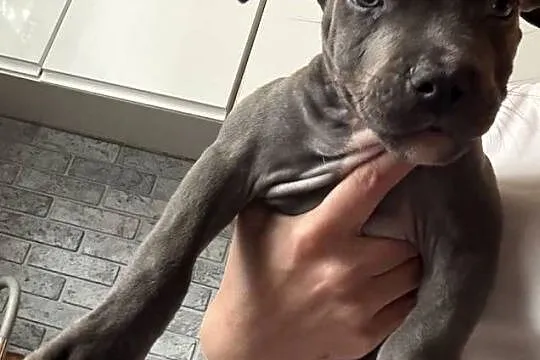 American Staffordshire Terrier ! Dwa ostatnie pieski
