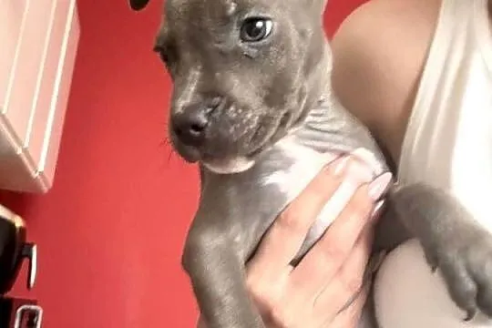 American Staffordshire Terrier ! Dwa ostatnie pieski, Mazowieckie, Radom