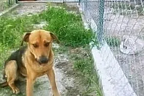 Młody psiak marzy o domku gdzie zazna szczęścia i miłości, Mazowieckie, Warszawa