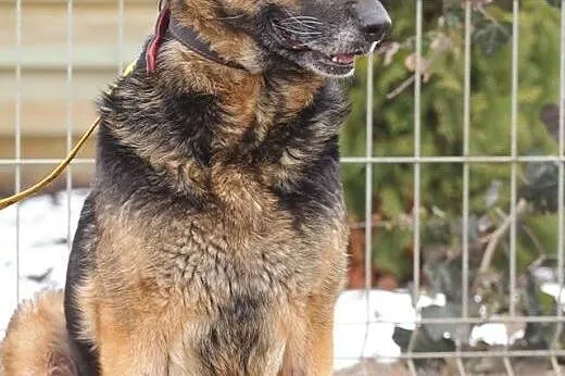Amber - suka owczarek niemiecki szuka domu!,  mazo