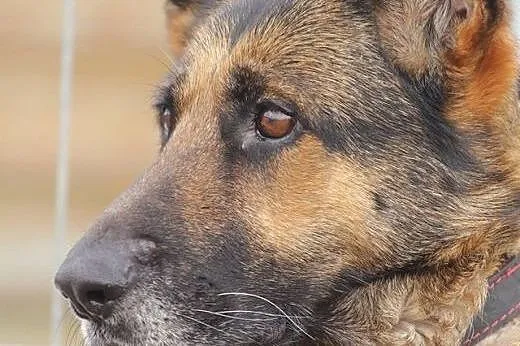 Amber - suka owczarek niemiecki szuka domu!,  mazo