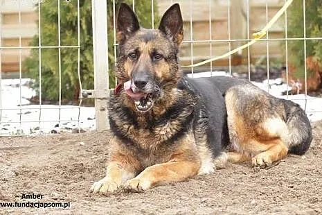 Amber - suka owczarek niemiecki szuka domu!,  mazo