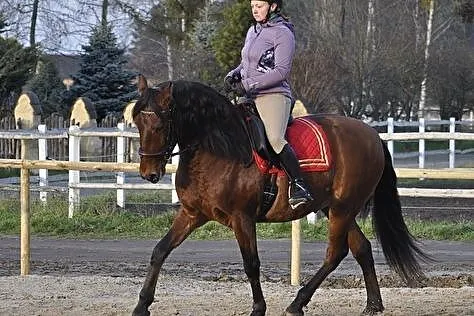 Cudowny wałach LUSITANO - w Polsce