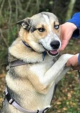 BETHOVEN - piękny psiak w typie husky uratowany z łańcucha do adopcji, Mazowieckie, Warszawa