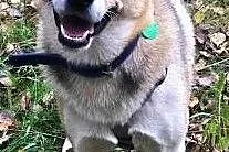 BETHOVEN - piękny psiak w typie husky uratowany z łańcucha do adopcji, Mazowieckie, Warszawa